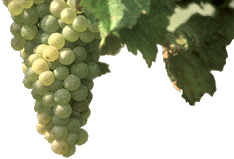 Uvas